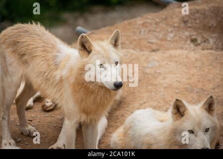 Hudson Bay Wolf Pack im Paddock in Großbritannien Stockfoto