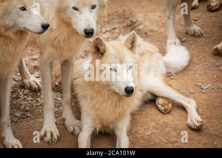 Hudson Bay Wolf Pack im Paddock in Großbritannien Stockfoto