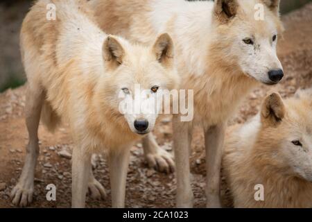 Hudson Bay Wolf Pack im Paddock in Großbritannien Stockfoto