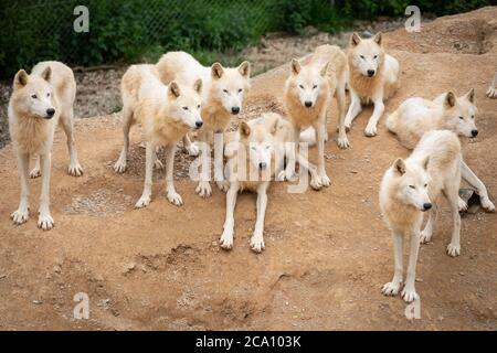 Hudson Bay Wolf Pack im Paddock in Großbritannien Stockfoto