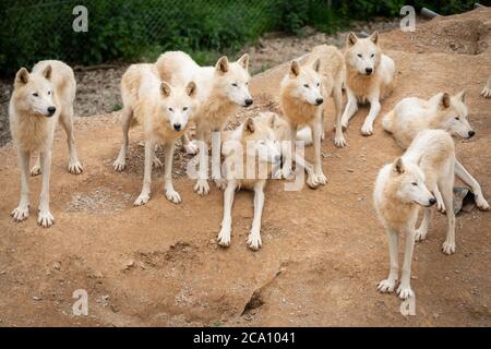 Hudson Bay Wolf Pack im Paddock in Großbritannien Stockfoto