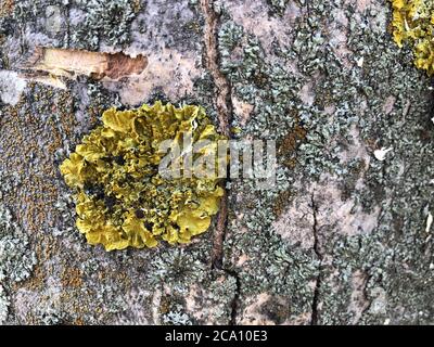 Holz- und Moosstruktur. Altes Moos auf der Rinde eines Baumes aus der Nähe Stockfoto