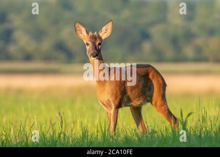 Wilder junger Rogenbock (Capreolus capreolus), der auf einem Feld steht Stockfoto