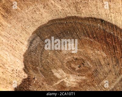 Protokollkern. Draufsicht. Nahaufnahme. Schöne Mustertextur aus Walnussholz. Antiker Walnussbaum Stockfoto