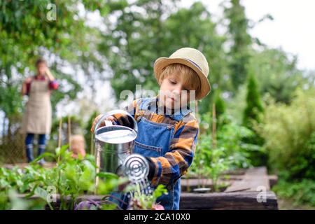 Kleiner Junge, der Gemüse auf dem Bauernhof gießt, gärtnerisch arbeitet und Bio-Gemüse anbaut. Stockfoto