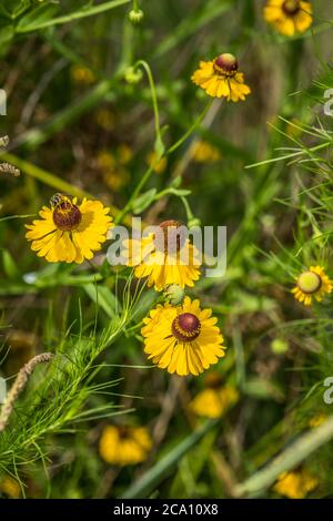 Eine fleißige Honigbiene sammelt Pollen von den leuchtend gelben Nadelblüten auf einem Feld an einem hellen heißen sonnigen Tag im Sommer Stockfoto