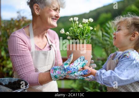 Ältere Großmutter mit kleiner Enkelin Gartenarbeit auf Balkon im Sommer. Stockfoto