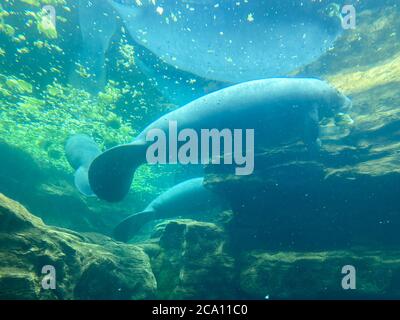 Orlando, FL/USA-7/12/20: Der Tank mit Manatee beim Essen und Schwimmen in Seaworld in Orlando, FL. Stockfoto