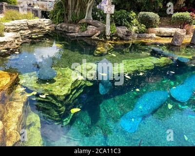 Orlando, FL/USA-7/12/20: Der Tank mit Manatee beim Essen und Schwimmen in Seaworld in Orlando, FL. Stockfoto