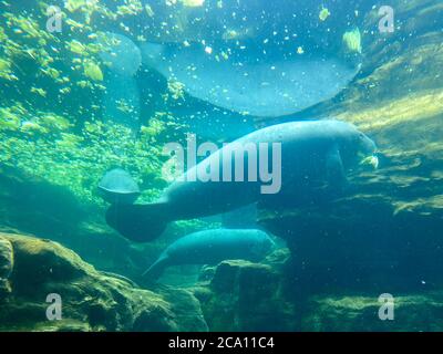 Orlando, FL/USA-7/12/20: Der Tank mit Manatee beim Essen und Schwimmen in Seaworld in Orlando, FL. Stockfoto