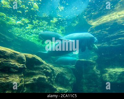 Orlando, FL/USA-7/12/20: Der Tank mit Manatee beim Essen und Schwimmen in Seaworld in Orlando, FL. Stockfoto