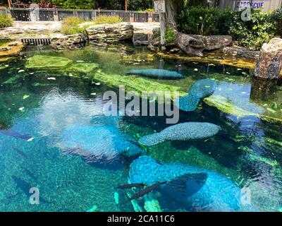 Orlando, FL/USA-7/12/20: Der Tank mit Manatee beim Essen und Schwimmen in Seaworld in Orlando, FL. Stockfoto