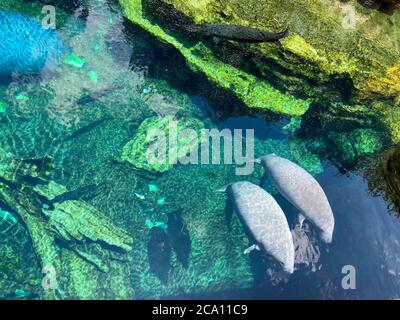 Orlando, FL/USA-7/12/20: Der Tank mit Manatee beim Essen und Schwimmen in Seaworld in Orlando, FL. Stockfoto