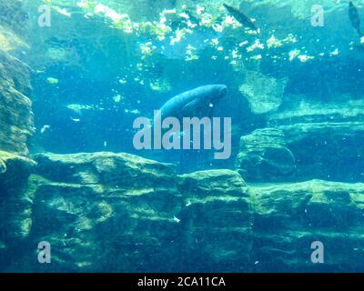 Orlando, FL/USA-7/12/20: Der Tank mit Manatee beim Essen und Schwimmen in Seaworld in Orlando, FL. Stockfoto