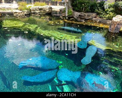 Orlando, FL/USA-7/12/20: Der Tank mit Manatee beim Essen und Schwimmen in Seaworld in Orlando, FL. Stockfoto