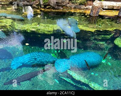 Orlando, FL/USA-7/12/20: Der Tank mit Manatee beim Essen und Schwimmen in Seaworld in Orlando, FL. Stockfoto