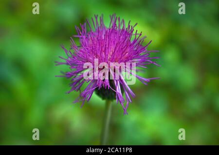 Heilkräuter Klette Arctium lappa, blühende violette Blüten. Weicher Hintergrund Stockfoto