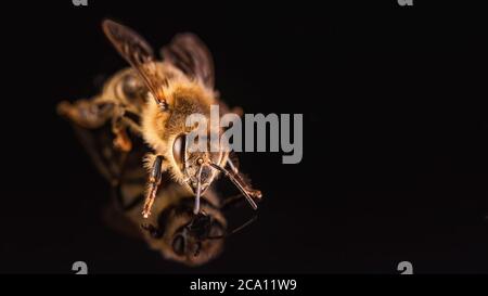 Biene isoliert auf schwarzem Hintergrund. Honigbiene Detail Foto Stockfoto