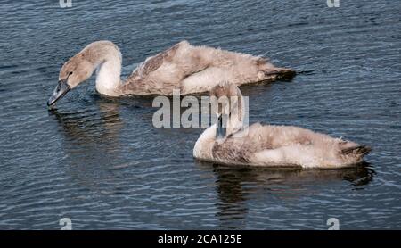 12 Wochen alte Mute-Schwan-Cygnets (Cygnus olor) beginnen zu verlieren, schwimmen in Reservoir, Schottland, Großbritannien Stockfoto