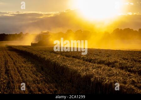 Spektakuläre Ernte mit einem Mähdrescher Stockfoto