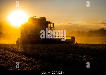 Abendliche Ernte mit einem Mähdrescher Stockfoto