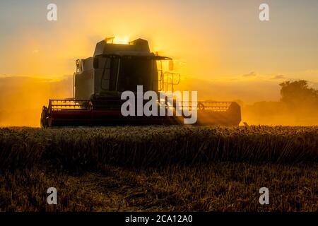 Abendliche Ernte mit einem Mähdrescher Stockfoto