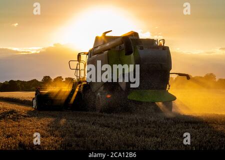 Abendliche Ernte Stockfoto