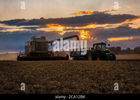 Kombinieren Entladen von geschnittener Weizen Stockfoto