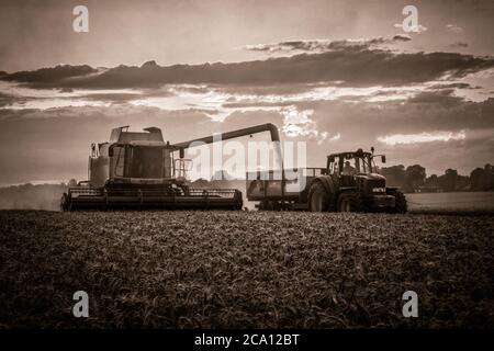 Kombinieren Entladen von geschnittener Weizen Stockfoto