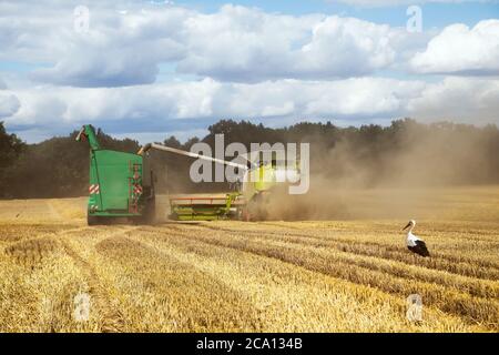 Harvester füllen Anhänger mit Weizen während der Fahrt auf dem Feld mit Storch vor der Suche nach Nahrung Stockfoto