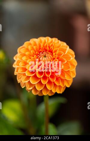 Dahlia Maarn eine schöne orange farbige Pom Pom Dahlia Blume Stockfoto