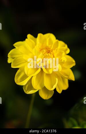 Dahlia Midnight Sun, eine leuchtend gelbe Dahlie der Familie pinnata Stockfoto