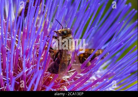 London, Großbritannien. August 2020. Wespe bedeckt mit Pollen auf Artischockenblume an sonnigen Tagen. Kredit: JOHNNY ARMSTEAD/Alamy Live Nachrichten Stockfoto