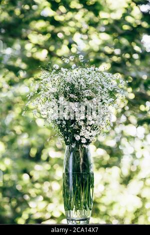 Ein Bouquet von frischen kleinen weißen Blüten der Gypsophila in einer Glasvase im Freien auf einem grünen und gelben Bokeh Hintergrund, sonnigen Tag. Blumenstrauß Stockfoto