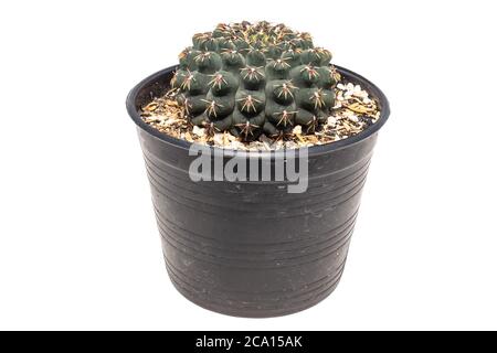 Gymnocalycium baldianum Kaktus auf weißem Hintergrund isoliert. Stockfoto