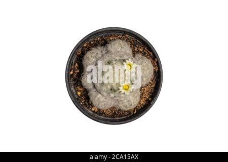 mammillaria pectinifera (cristata), mammillaria plumosa F.A.C.Weber Kaktus isoliert auf weißem Hintergrund. Stockfoto