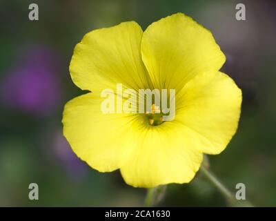 Bermuda-Schmetterling (Oxalis pes-caprae) blüht aus nächster Nähe, Griechenland, Messinia, Peloponnes Stockfoto