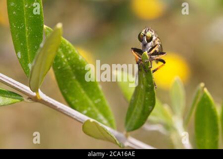 Ein Robber Fly ließ sich auf einem Olivenblatt in Griechenland nieder und vor der Kamera Stockfoto