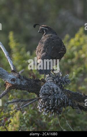 Eine kalifornische Wachtel (Callipepla californica), CA's State Bird. Gesehen in Point Reyes National Seashore. Stockfoto