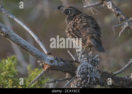 Eine kalifornische Wachtel (Callipepla californica), CA's State Bird. Gesehen in Point Reyes National Seashore. Stockfoto