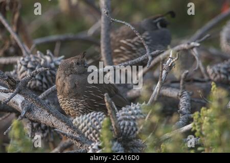 Eine kalifornische Wachtel (Callipepla californica), CA's State Bird. Gesehen in Point Reyes National Seashore. Stockfoto