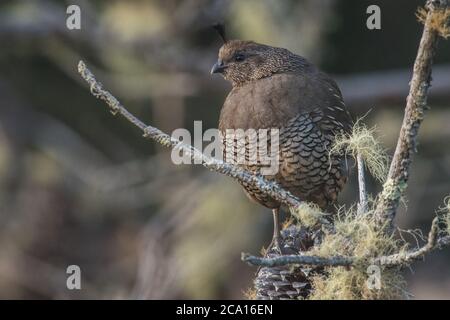 Eine kalifornische Wachtel (Callipepla californica), CA's State Bird. Gesehen in Point Reyes National Seashore. Stockfoto