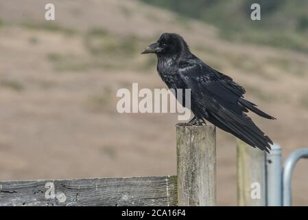 Ein kalifornischer Rabe (Corvus corax) sitzt auf einem Zaun in PT Reyes National Seashore in Marin County. Stockfoto