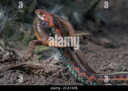 Eine kalifornische Rotschlange (Thamnophis sirtalis infernalis), die einen Molch (Taricha torosa) frisst, einer der wenigen Raubtiere, die mit den Molchgiften umgehen können. Stockfoto