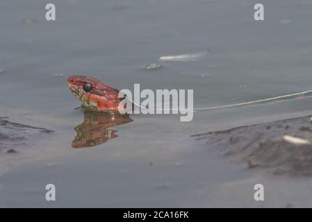 Eine kalifornische rote Strumpfnatter (Thamnophis sirtalis infernalis), wohl eine der schönsten Schlangen Nordamerikas. Stockfoto