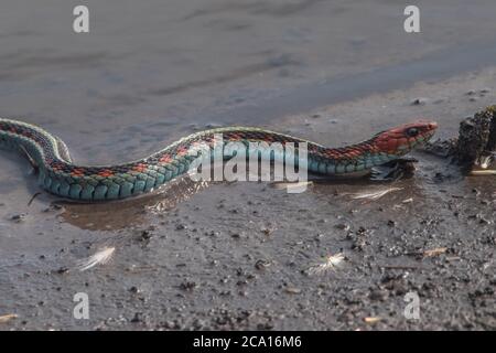 Eine kalifornische rote Strumpfnatter (Thamnophis sirtalis infernalis), wohl eine der schönsten Schlangen Nordamerikas. Stockfoto