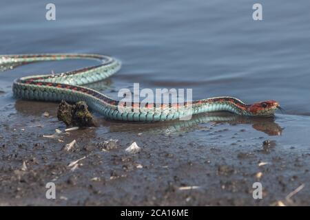 Eine kalifornische rote Strumpfnatter (Thamnophis sirtalis infernalis), wohl eine der schönsten Schlangen Nordamerikas. Stockfoto