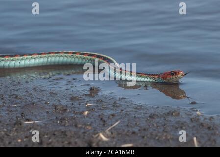 Eine kalifornische rote Strumpfnatter (Thamnophis sirtalis infernalis), wohl eine der schönsten Schlangen Nordamerikas. Stockfoto