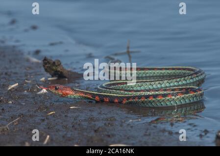 Eine kalifornische rote Strumpfnatter (Thamnophis sirtalis infernalis), wohl eine der schönsten Schlangen Nordamerikas. Stockfoto