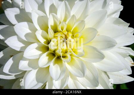 Weiße Dahlia Blume 'Karma Maarten Zwann' Weiße Dahlien tuberöse Pflanze Dahlia Karma Stockfoto